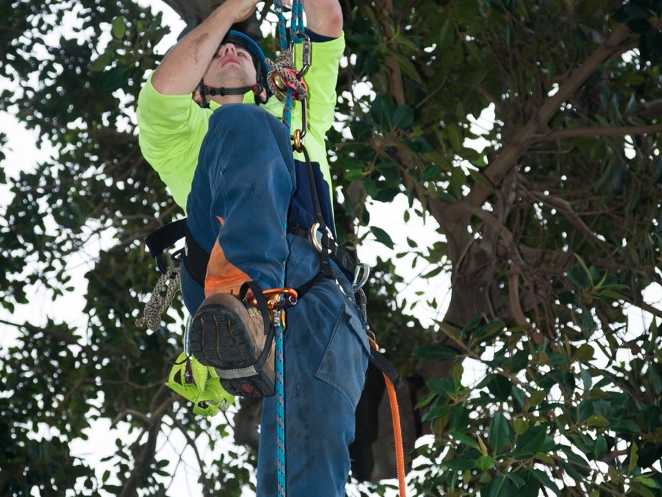Qualified arborist working in a mature tree during an Enviro Trees UK survey in Denbighshire