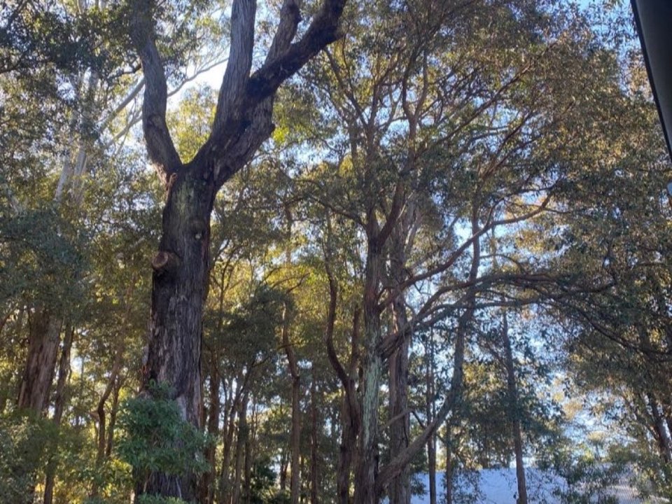 Mature trees in Denbighshire parkland with a property visible in the background